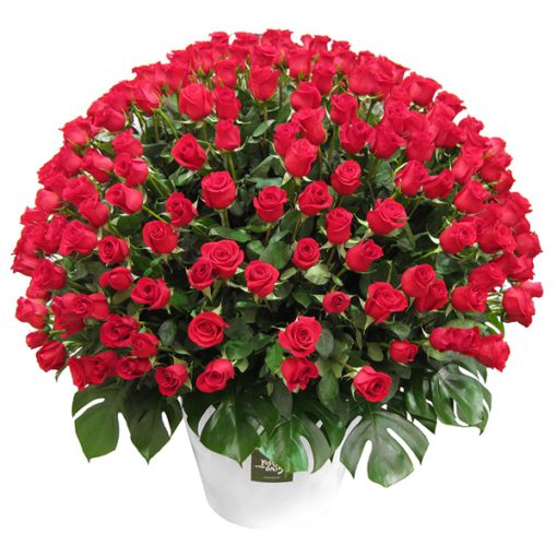 300 Kisses and Roses