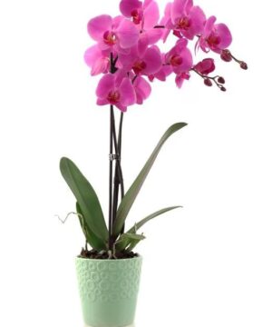 Purple Orchid Plant