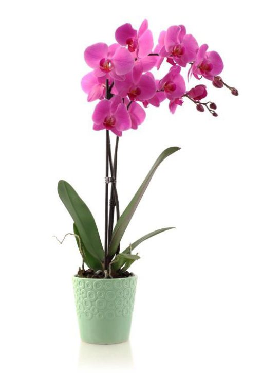 Purple Orchid Plant