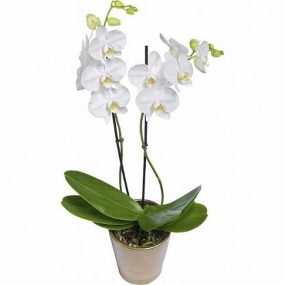 White Orchid Plant
