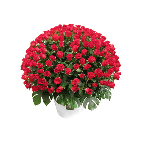 Send Flowers Same Day Roses, Lilies, Tulips Delivery BahrainGreetings