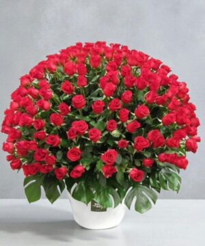 300 Kisses and Roses