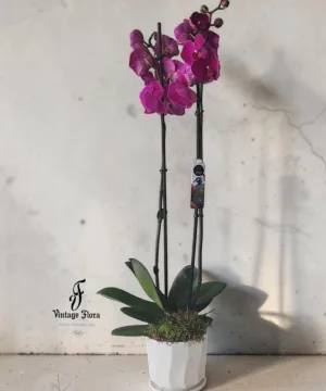 Purple Orchid Plant