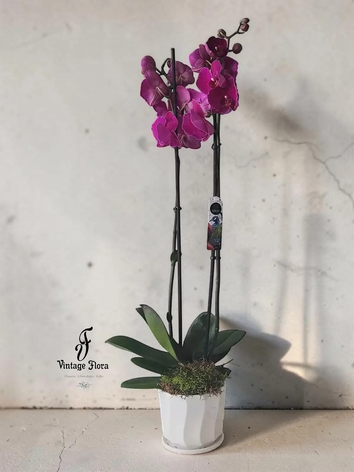 Purple Orchid Plant