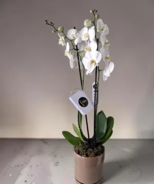 White Orchid Plant