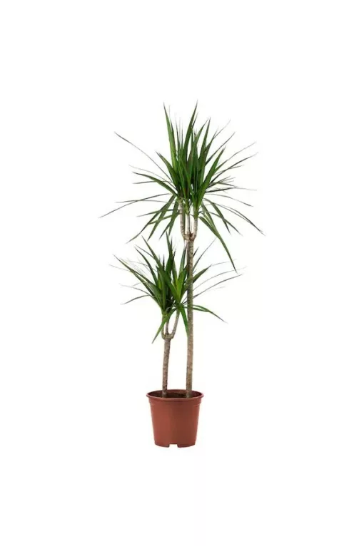 Dracaena Marginata