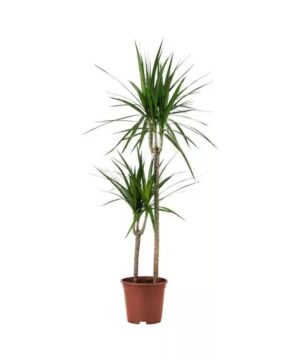 Dracaena Marginata