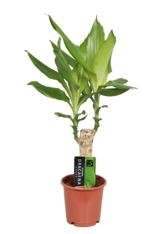 Dracaena Steudnerii