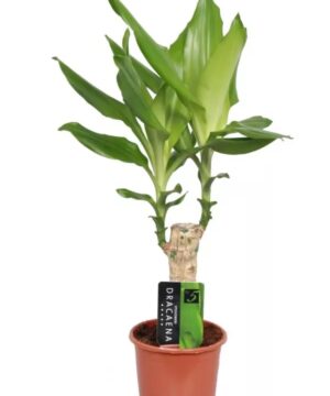 Dracaena Steudnerii
