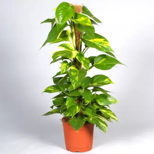 Scindapsus Pinnatum