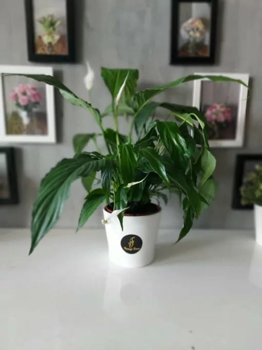 Spathiphyllum