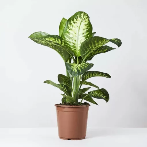 Dieffenbachia