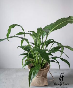 Spathiphyllum