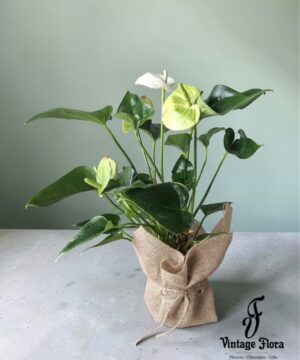 Anthurium Plant - White