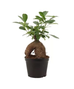 Ficus Microcarpa