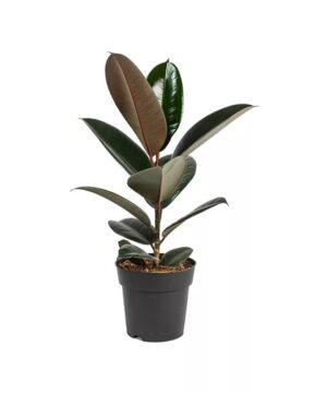 Ficus Elastica Abidjan