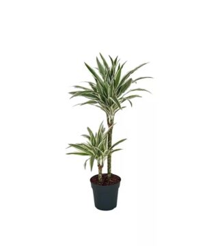 Dracaena Deremensis 'White Stripe'