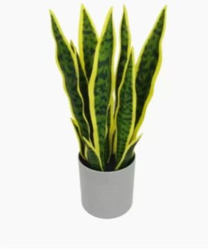 Dracaena Trifasciata