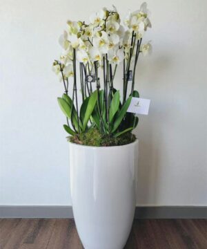 Whisper Orchids