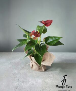 Anthurium Plant - Red