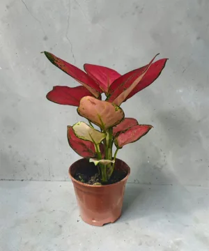 Pink Aglaonema Mini