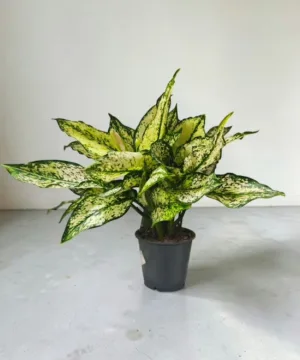 Dieffenbachia Mini Plant