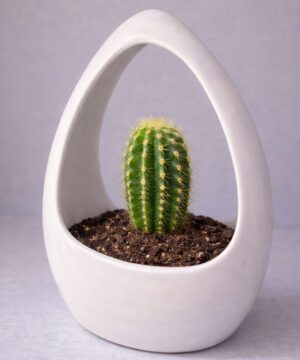 Aurora Loop Ceramic Cactus Planter