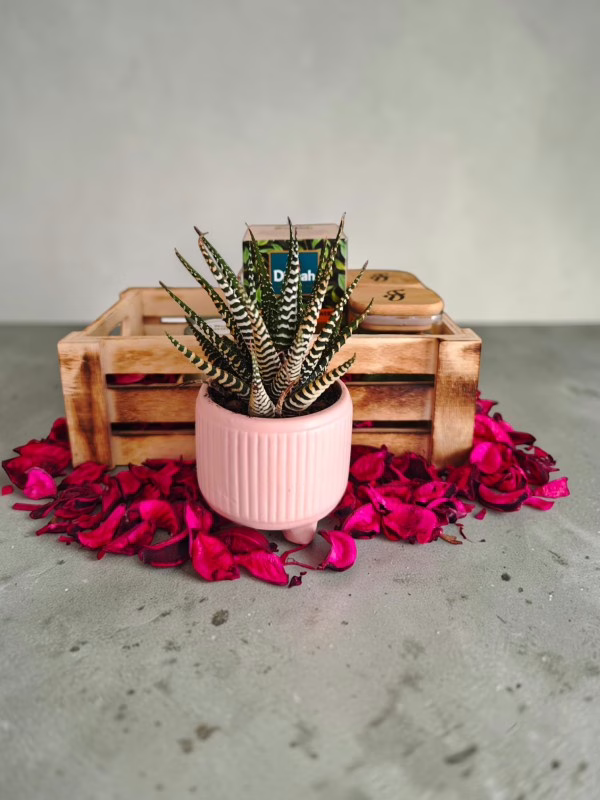 The Mother’s Day Comfort Crate - Image 5