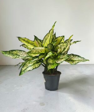 Dieffenbachia Mini Plant