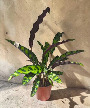 Rattlesnake Plant