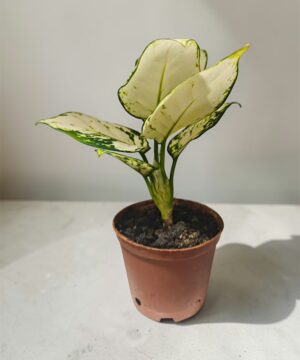 White Aglaonema Mini