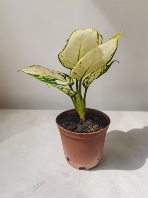 White Aglaonema Mini