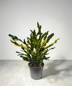 Mini Garden Croton