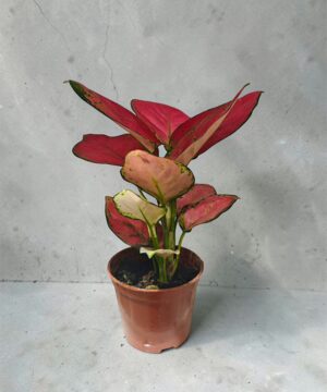 Pink Aglaonema Mini