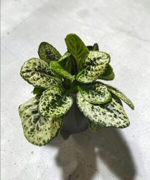 Streptocarpus Turtle