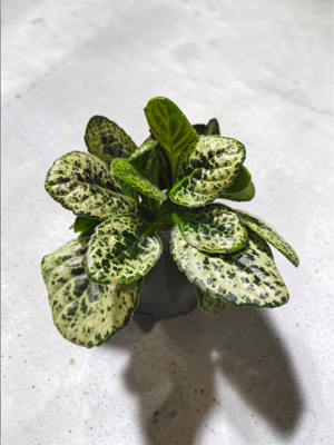 Streptocarpus Turtle